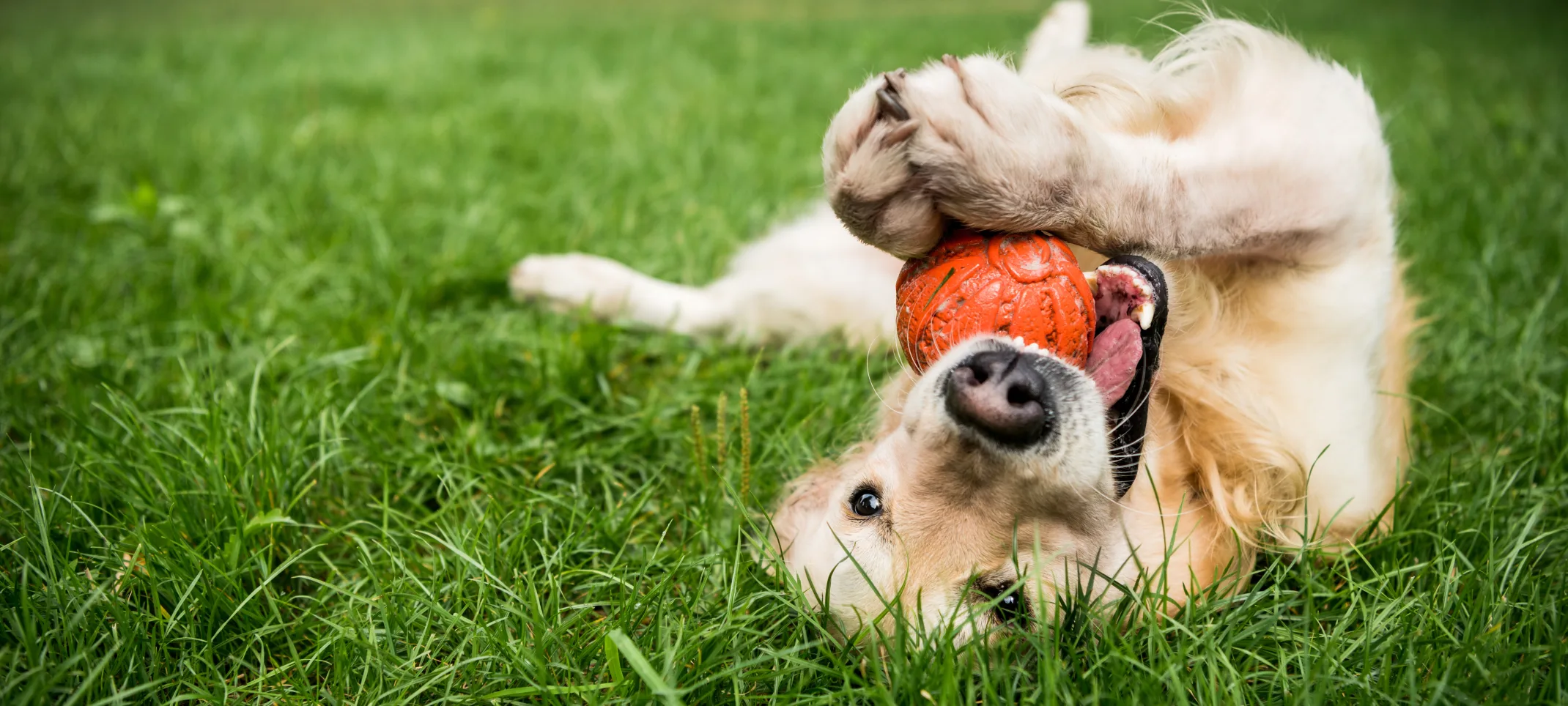 Dog laying in the grass playing with a red ball